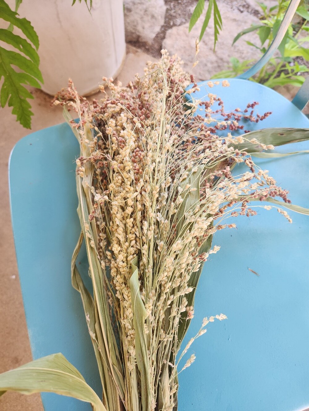 Real Dried Broom Corn 10 Stems